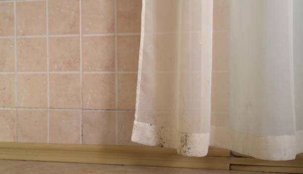 Environmental Consulting for Mold Prevention in Eastover, NC