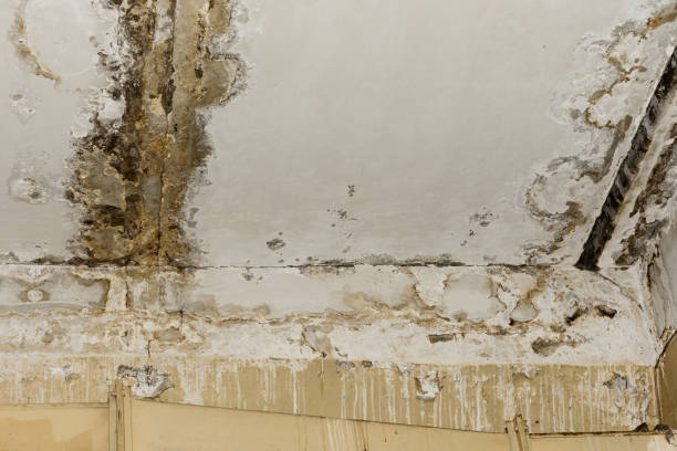 Best Real Estate Mold Inspection  in Eastover, NC
