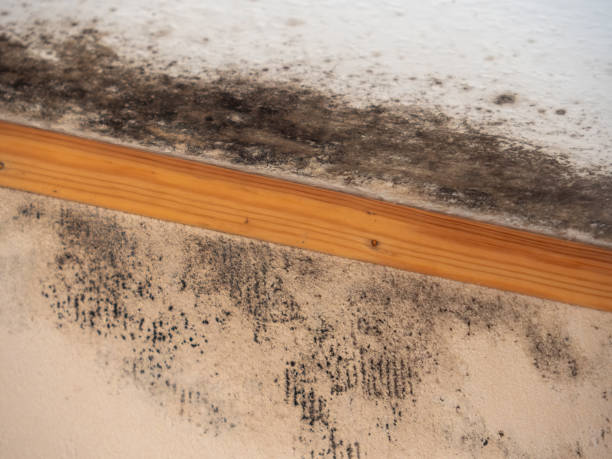 Best Post-Construction Mold Inspection  in Eastover, NC