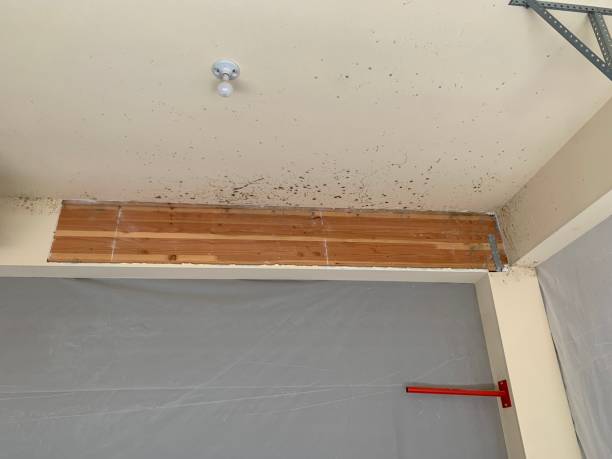 Best Forensic Mold Investigation  in Eastover, NC